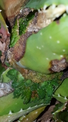 Aceria aloinis