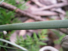 Lomandra multiflora dura