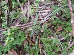 Lomandra multiflora dura