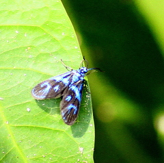 Clelea sapphirina