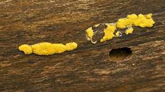 Trichoderma victoriense