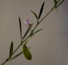 Lathyrus setifolius