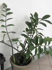 Zamioculcas