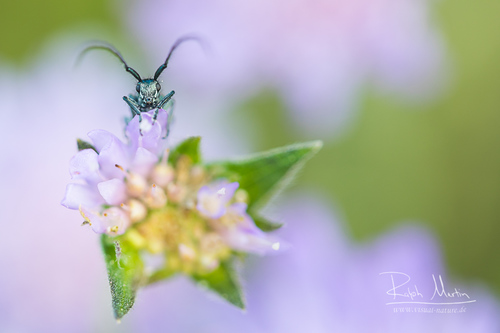 Buožaininis stagarinukas nuotrauka