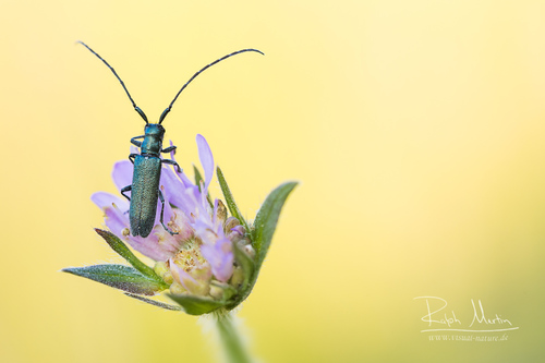 Buožaininis stagarinukas nuotrauka