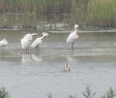 Platalea leucorodia
