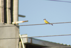 Tyrannus melancholicus