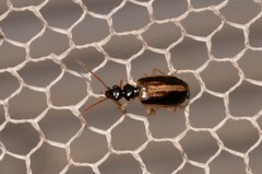 Pentagonica