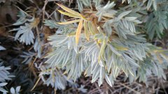 Astragalus arnacantha