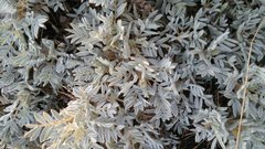 Astragalus arnacantha