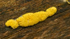 Trichoderma victoriense