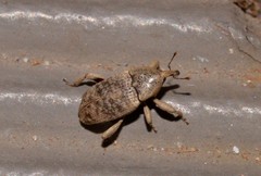 Mitrastethus australiae