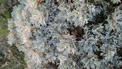 Astragalus arnacantha