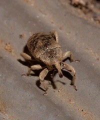 Mitrastethus australiae