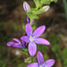 Triodanis perfoliata - Photo (c) Judy Gallagher, μερικά δικαιώματα διατηρούνται (CC BY), uploaded by Judy Gallagher