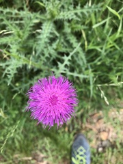 Carduus defloratus