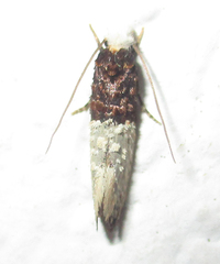 Trichophaga tapetzella