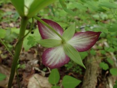 Trillium vaseyi