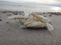 Centropristis striata