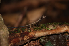 Anolis chrysolepis