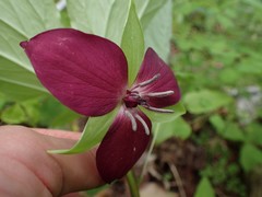 Trillium vaseyi