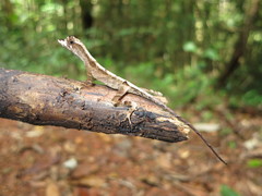 Anolis chrysolepis