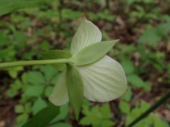 Trillium rugelii