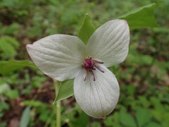Trillium rugelii