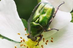 Protaetia cuprea obscura