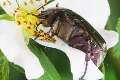 Protaetia cuprea obscura