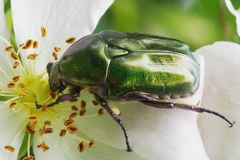 Protaetia cuprea obscura
