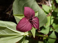 Trillium vaseyi