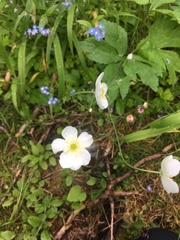 Ranunculus aconitifolius