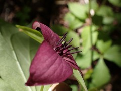 Trillium vaseyi