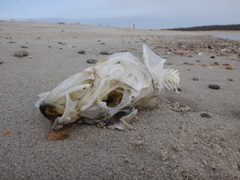 Centropristis striata