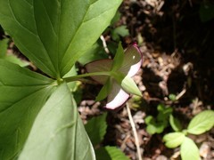 Trillium vaseyi