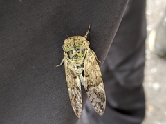 Platypleura kaempferi
