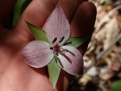 Trillium rugelii