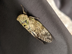 Platypleura kaempferi