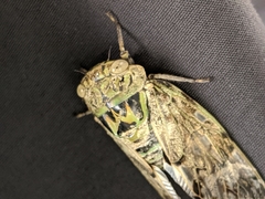 Platypleura kaempferi