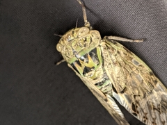 Platypleura kaempferi