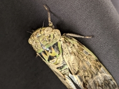 Platypleura kaempferi