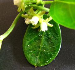 Cynanchum natalitium