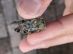 Platypleura kaempferi
