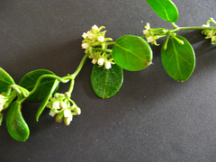 Cynanchum natalitium