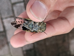 Platypleura kaempferi