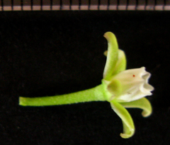 Cynanchum natalitium