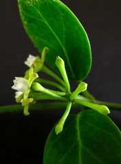 Cynanchum natalitium