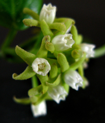 Cynanchum natalitium