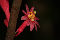 Passiflora amoena